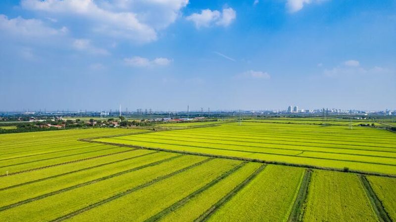 南方水果种植基地哪家好？关键在于生态与技术的平衡