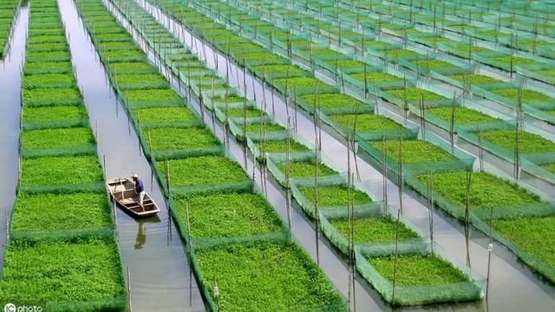 进口农产品批发清关流程全解析