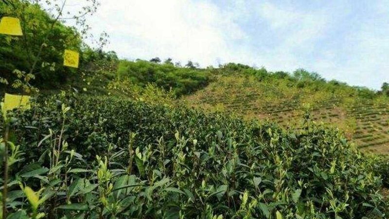 智慧农业种植管理系统：农业现代化的“大脑”与“眼睛