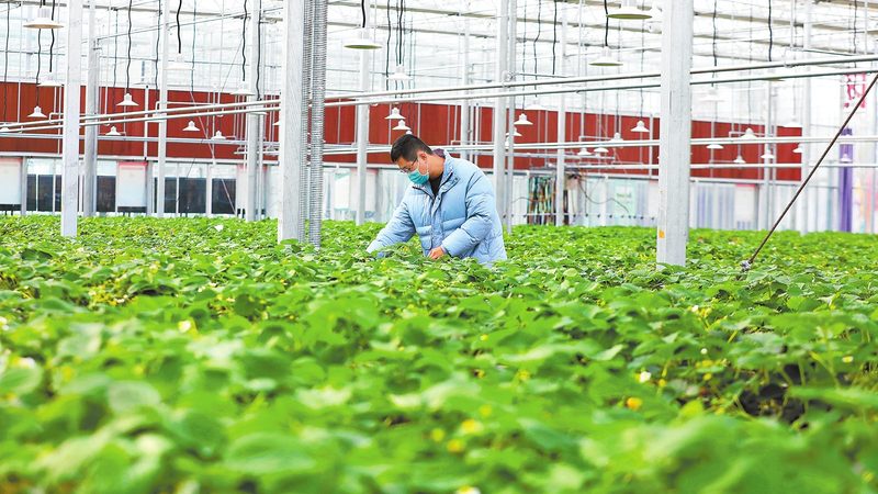 农业合作社贷款还不上怎么办