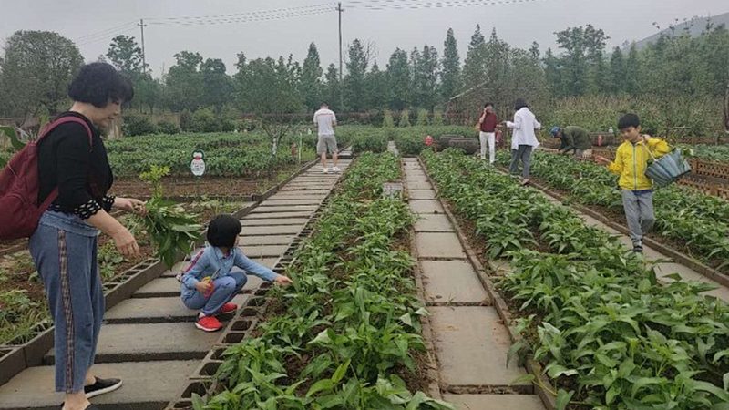 成都农民合作社内部管理制度范本：构建高效运营的基石
