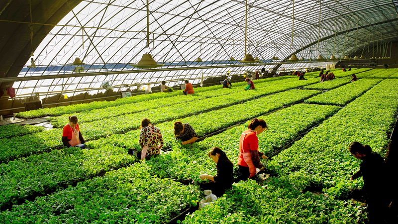 土壤改良，粮食种植的根基